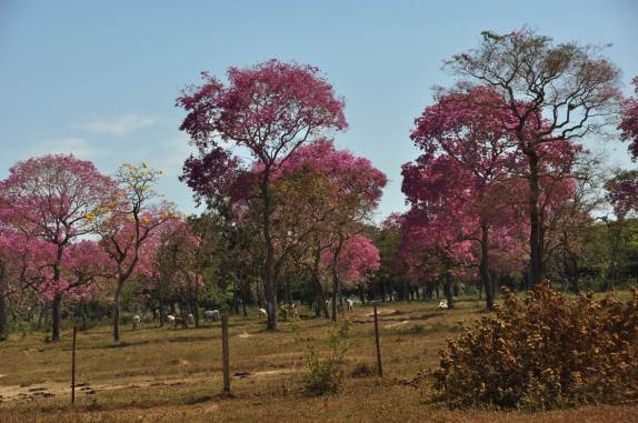 Um verdadeiro jardim de ipês na longa estrada que corta o norte da Bolívia